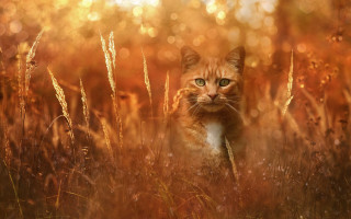 Cat field embers fire sunset - artur tarnowski free wallpaper