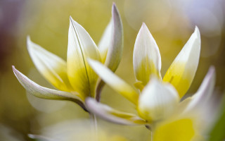 Flower bud macro naturalism blurry 2 - a blurry background of flowers free wallpaper