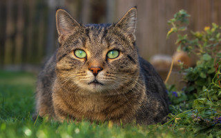 Cat green eyes grass bush - in the background free wallpaper