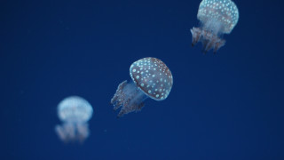 Jellyfish holography night sky moon - damien hirst free wallpaper