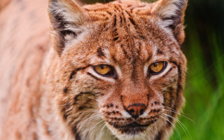 Cat closeup blurry background grass 3 - a close up of a cat free wallpaper