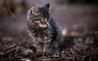 Small kitten wood chips forest - aloysius okelly free wallpaper
