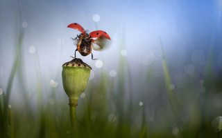 Bugs flower grass water drops - the background of the photo free wallpaper