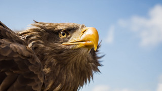 Bird prey closeup yellow beak - prey free wallpaper for desktop