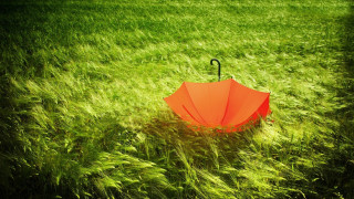 Umbrella grass sun black handle - a black handle free wallpaper
