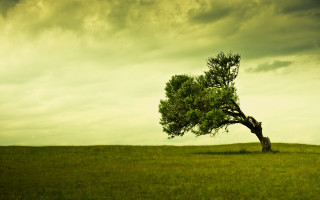 Lone tree grassy field cloudy 14 - a grassy field under a cloudy sky free wallpaper