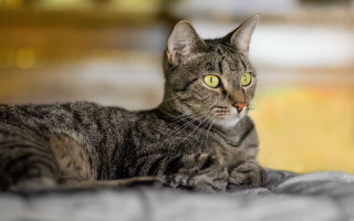 Green eyed cat laying on - a blurry background of a building free wallpaper