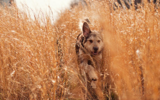 Dog running tall grass field - the field free wallpaper