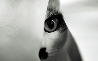 Cat eye curtain symmetry monochrome - surrealism free wallpaper