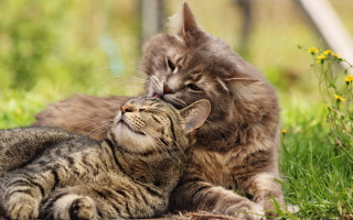 Cat licking cat outdoors grass - the grass outside free wallpaper