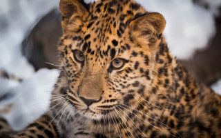 Leopard snow eye blurred animal - the camera mans eye free wallpaper