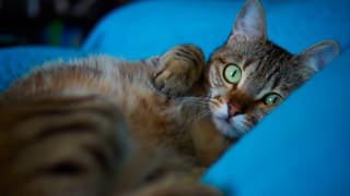 Cat blue couch wideeyes arabesque - the pillow free wallpaper