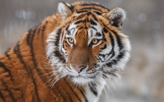 Tiger camera blurry snow grass - a tiger free wallpaper for desktop