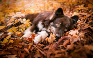 Dog leaves woods sad eyes - his face free wallpaper