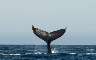 Whale tail ocean sky rayonism - a whale tail flup free wallpaper