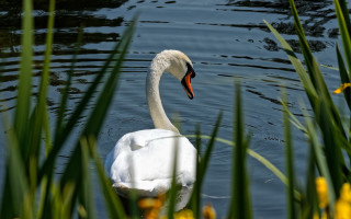 Swan pond yellowflowers greenplant bokeh - a green plant in the foreground free wallpaper