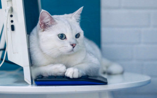 White cat computer desk blurry - white background free wallpaper