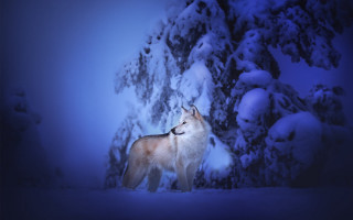 Wolf snowy forest fullmoon nature - a wolf free wallpaper for desktop