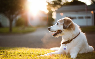 Dog grass shiba sunset bokeh - a house in the background free wallpaper