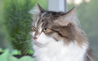 Cat window outside sill blurry - the house free wallpaper