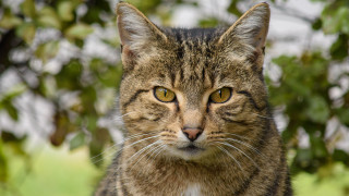 Yellow eyed cat blurry background - a yellow eye free wallpaper