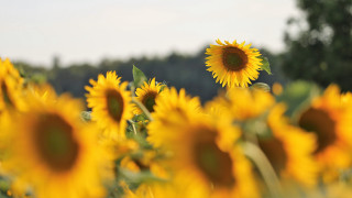 Sunflower field autumn sky clouds - a sky background and trees free wallpaper for desktop