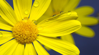 Yellow flower water droplets macro 17 - the picture free wallpaper