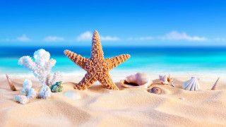 Starfish shells beach ocean sky - a blue ocean in the background free wallpaper