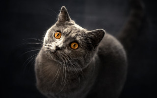 Cat yellow eyes night moon - yellow eye free wallpaper