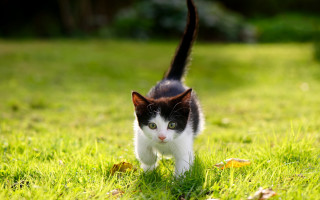 Cat walking green field black - a lush green field of grass free wallpaper