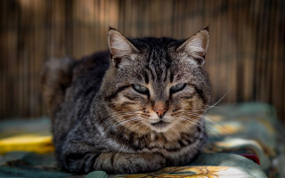 Cat lying blurry background wooden - a wooden background free wallpaper
