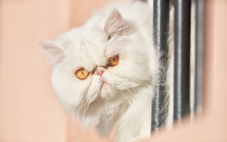 White cat window sad pink - international free wallpaper for desktop