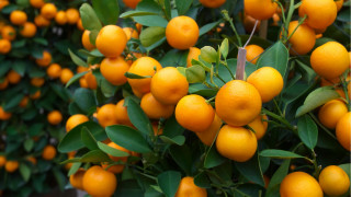Orange garden losangeles blurry puzzle - boetius adamsz bolswert free wallpaper for desktop