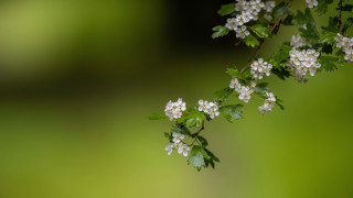 Branch white flowers green leaves 9 - green leaf free wallpaper for desktop