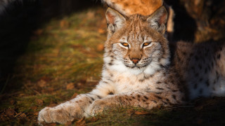 Cat close up blurry background - a close up of a cat free wallpaper