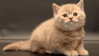 Small kitten sad orange pastel - a sad look free wallpaper