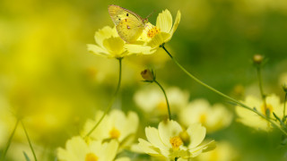 Yellow butterfly yellow flower field 2 - yellow flower free wallpaper