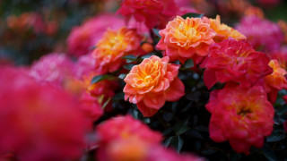 Flowers vase table room colorful - many free wallpaper for desktop