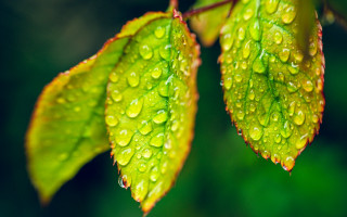 Water drops leaf green background - a few other leaf free wallpaper