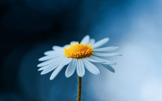 White daisy yellow center blue - single free wallpaper
