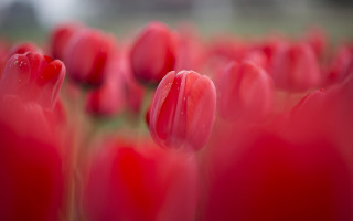 Red flowers water droplets closeup - red flower free wallpaper for desktop