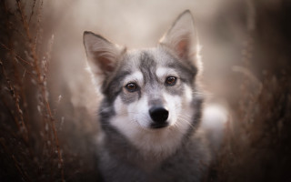 Shiba inu dog tilt shift - a field of grass free wallpaper for desktop