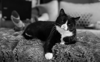 Black white cat bed flowers - a persons foot free wallpaper