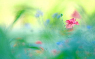 Pink flower field blurry impressionist - soft focus free wallpaper for desktop