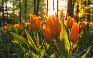 Orange flowers sunset bokeh nature - orange flower free wallpaper