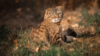 Cat grass autumn blurry nature - a cat free wallpaper
