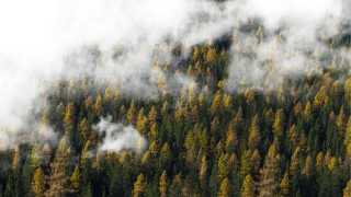 Forest steam trees plane autumn - volumetric fog free wallpaper for desktop