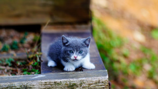 Kitten bench outside blurry blueeyes - a wooden plank free wallpaper