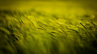 Green grass field nature macro - a blurry background of the grass free wallpaper