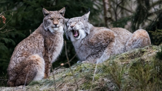 Lynx yawning rock nature bush - wildlife photography free wallpaper for desktop